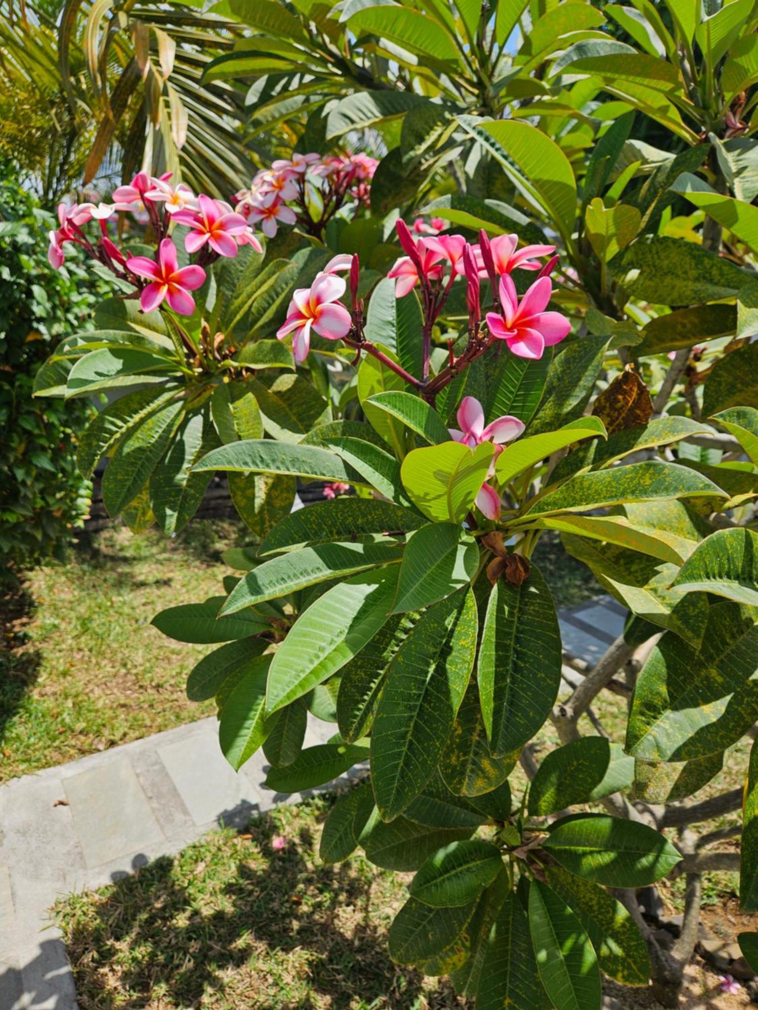 Casa Frangipani Mauritius Apartment Trou d'Eau Douce